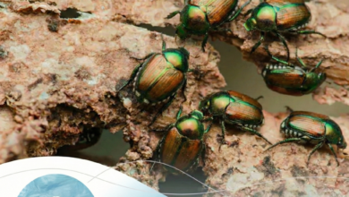 صورة شركة مكافحة الرمة في العين