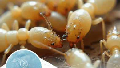 صورة شركة مكافحة الرمة في دبي